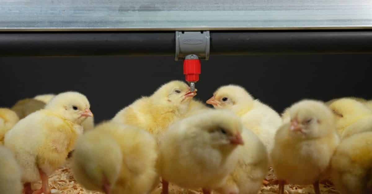 Chaque abreuvoir à pipette et à tétine STEADI-FLOW® dispose de 4 débits différents selon le type de volailles et son environnement agricole. Welv propose un produit unique et breveté sur le marché : une pipette à bouton qui permet de faciliter le poussin à venir boire et de faire des économies d’eau.