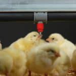 Chaque abreuvoir à pipette et à tétine STEADI-FLOW® dispose de 4 débits différents selon le type de volailles et son environnement agricole. Welv propose un produit unique et breveté sur le marché : une pipette à bouton qui permet de faciliter le poussin à venir boire et de faire des économies d’eau.